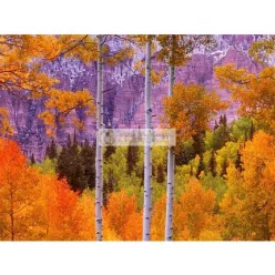 Patschuli ätherisches Öl 10ml