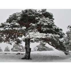 ETJA Naturöl aus Himbeersamen 50ml