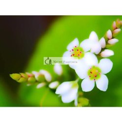 ETJA Természetes Shea Vaj Bio Üveg 50ml