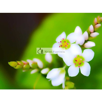 ETJA Természetes Shea Vaj Bio Üveg 50ml